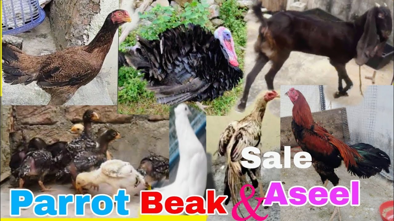 Parrot beak aseel chicks for sale in Hyderabad ❤️‍🔥