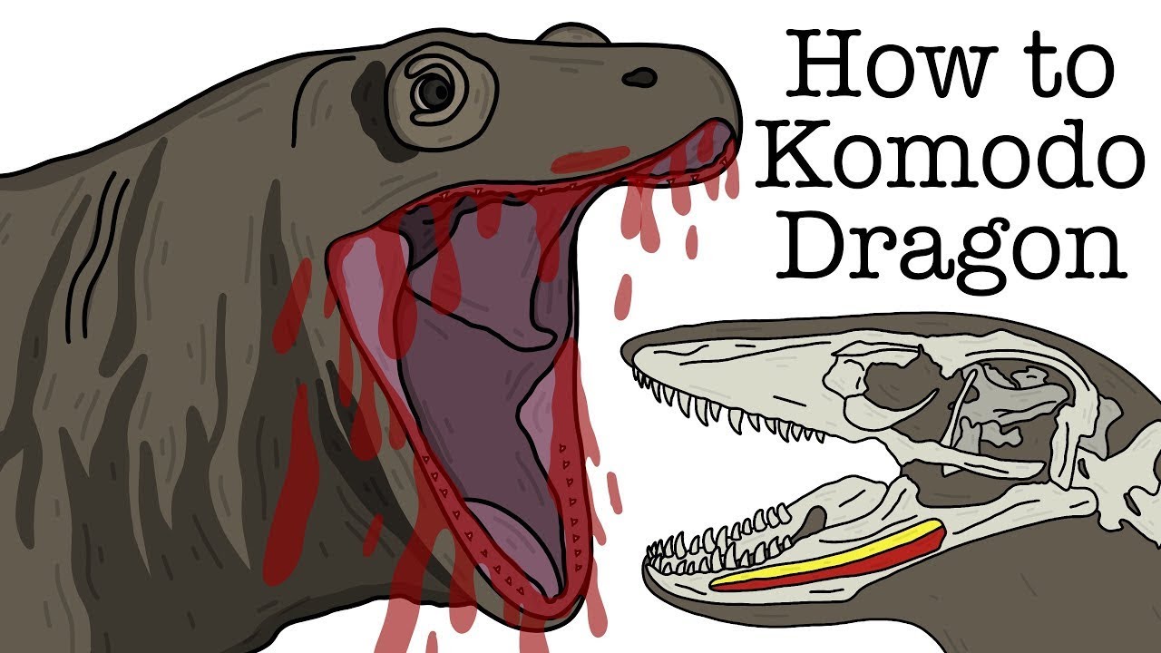 Your Life as a Komodo Dragon