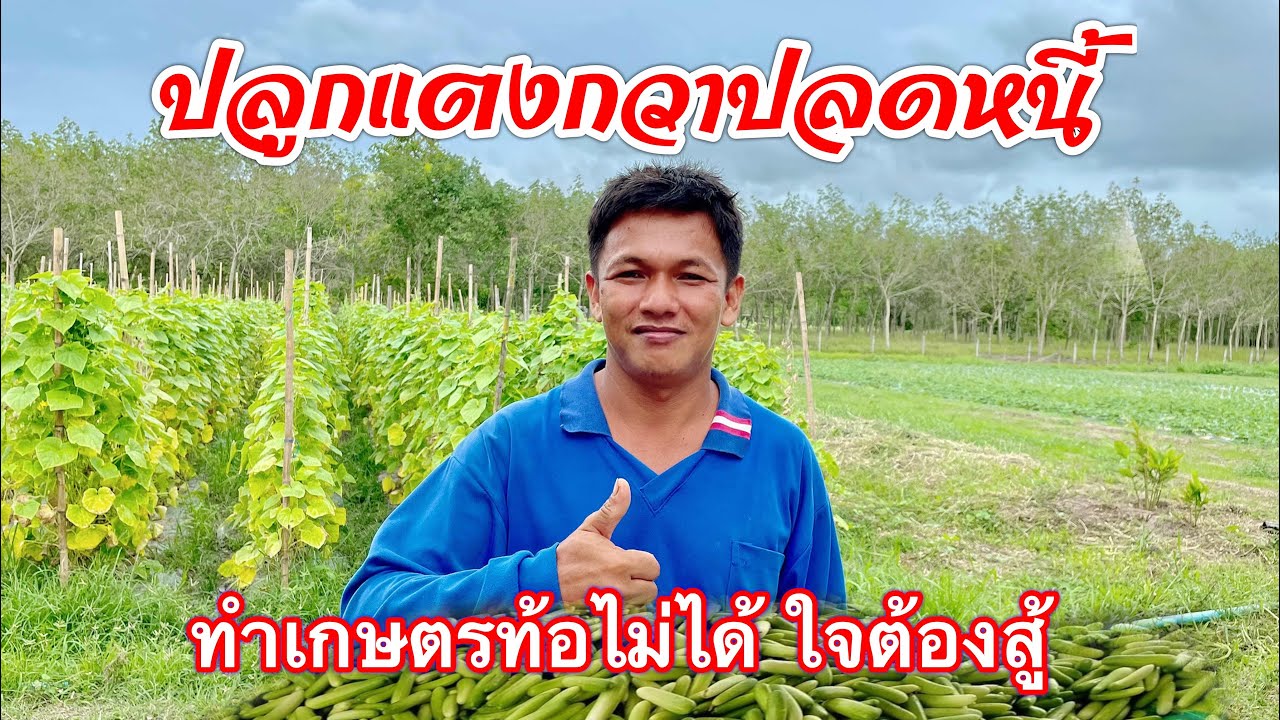 หนี้หลักล้านปลูกแตงกวาปลดหนี้ได้จริง | อธิกร ผลศิริ เกษตรผสมผสาน | เกษตรสร้างรายได้ | บ่าวยุทธพาจ้วด