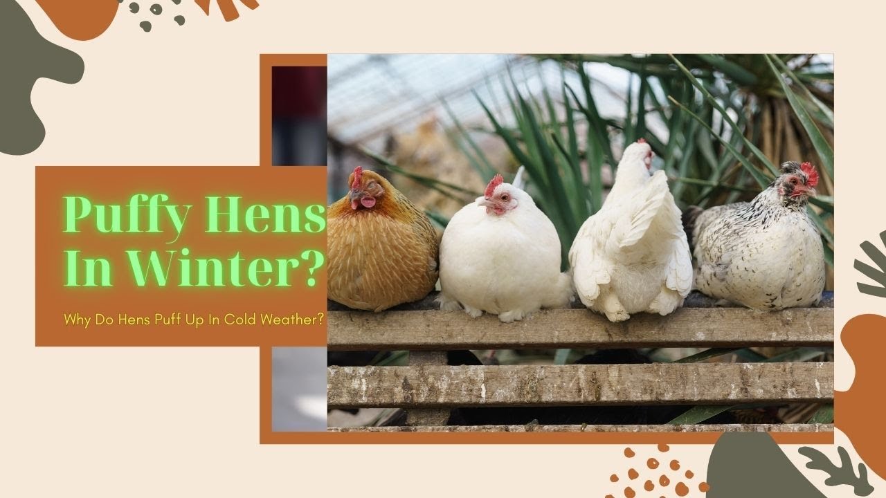 Why Do Chickens Puff Up In Cold Weather?