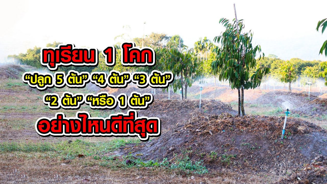 ทุเรียน 1 โคก