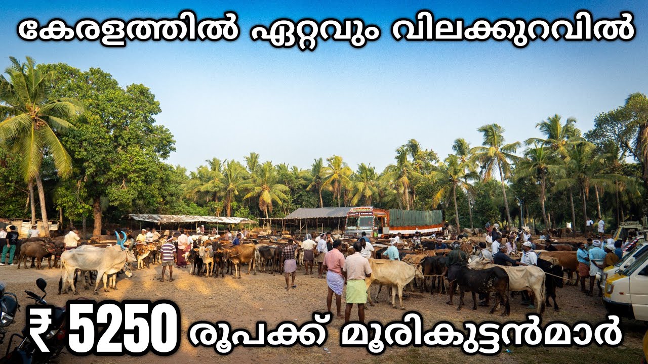 ഏറ്റവും വിലക്കുറവിൽ വാങ്ങാം | Wholesale Cattle Market in Kerala | Cattle Market | Buffalo | Beef