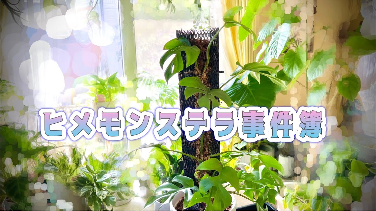 【紆余曲折】支柱は結局こうなりました【ヒメモンステラ】