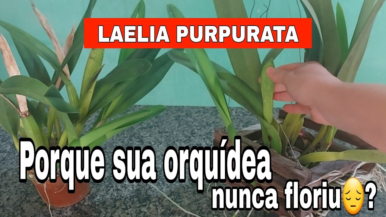LAELIA PURPURATA UMA ORQUÍDEA MUITO EXIGENTE☝️Por isso a sua nunca FLORIU☝️