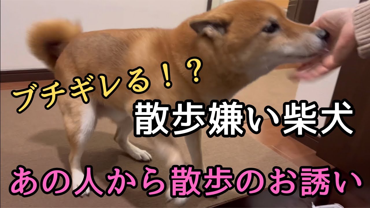 大好きな人に、嫌いなお散歩に誘われたらどうする？！反応が予想外過ぎた柴犬ロック