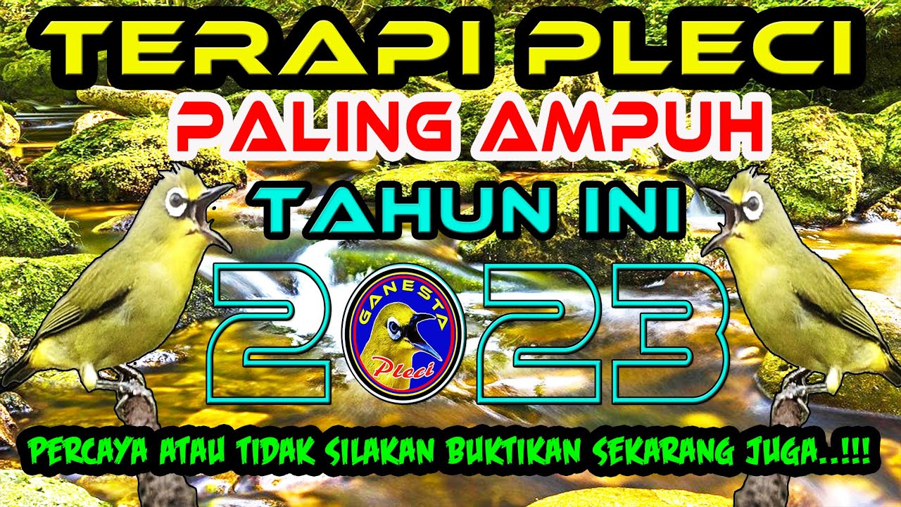 Terapi Pleci Paling Ampuh Tahun Ini mengatasi Pleci macet bunyi dan mempercepat Pleci Buka paruh