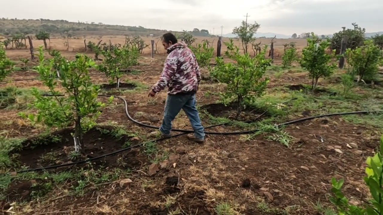 Mi tío regando los limones
