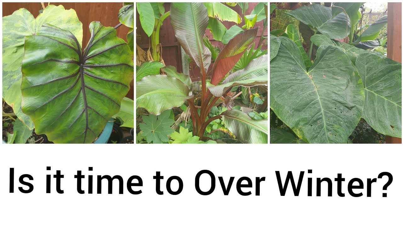 Ensete, Elephant Ears, Alocasia, Colocasia Plant Over Winter Time