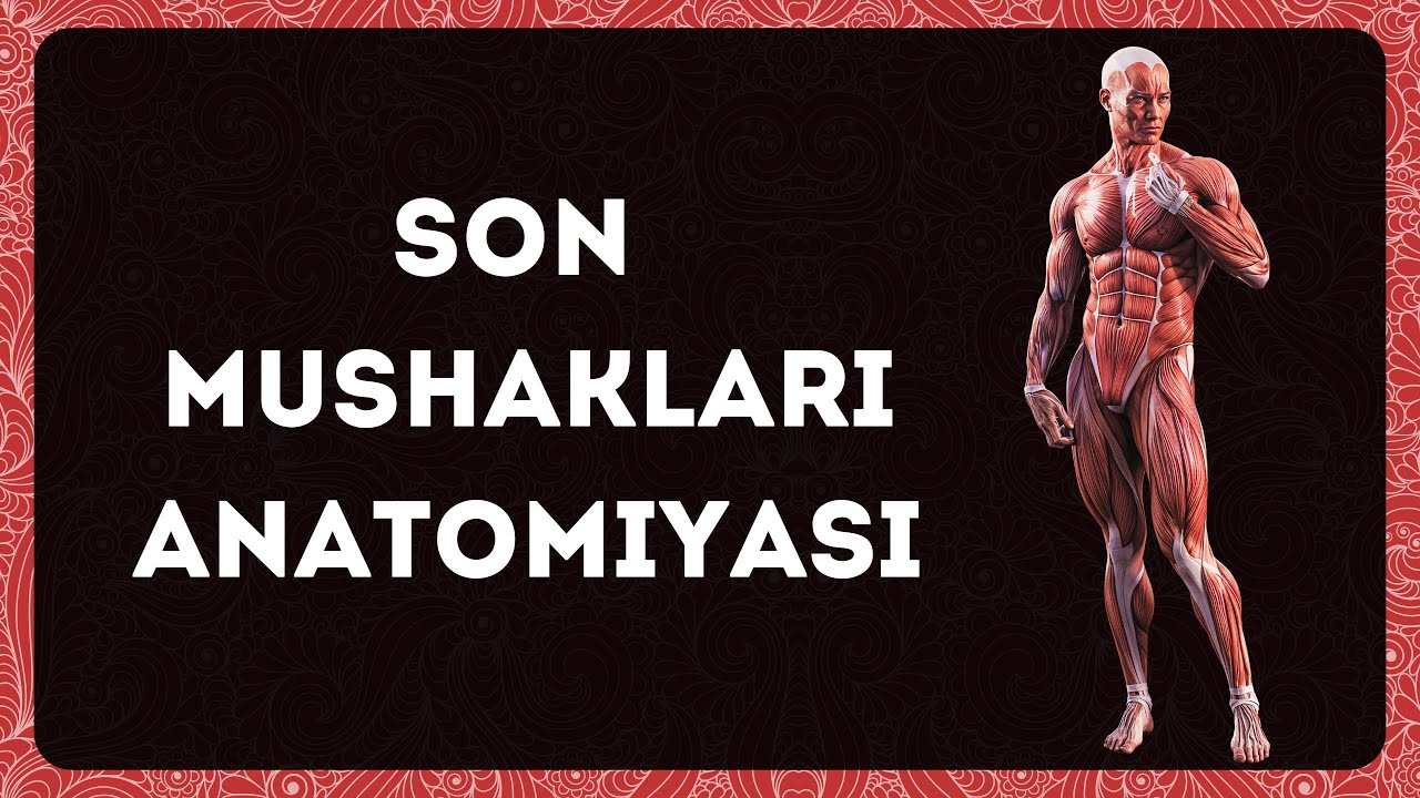 SON MUSHAKLARI ANATOMIYASI | СОН МУШАКЛАРИ АНАТОМИЯСИ | MIOLOGIYA