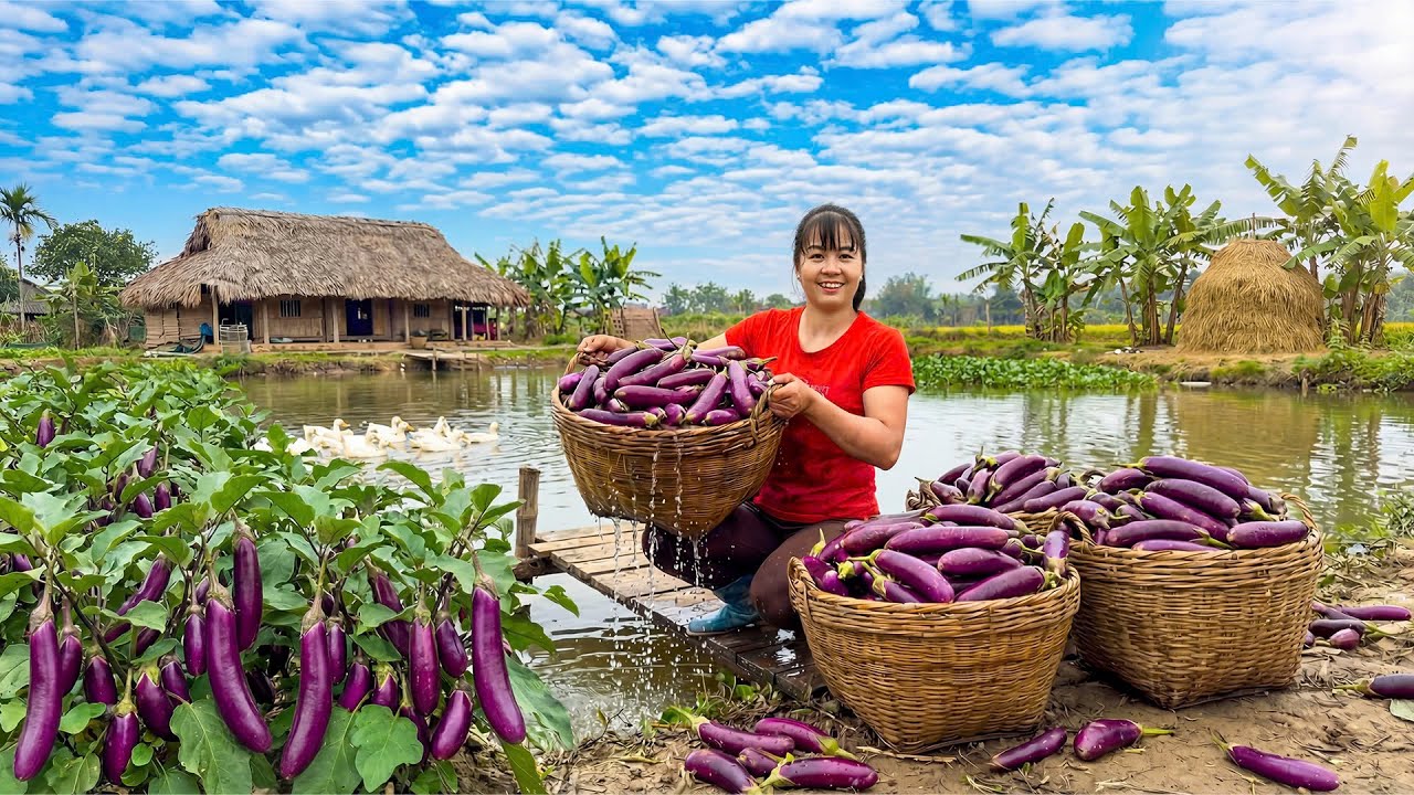 A Peaceful Countryside Day — Harvesting Eggplant, Feeding Animals, and Countryside Living
