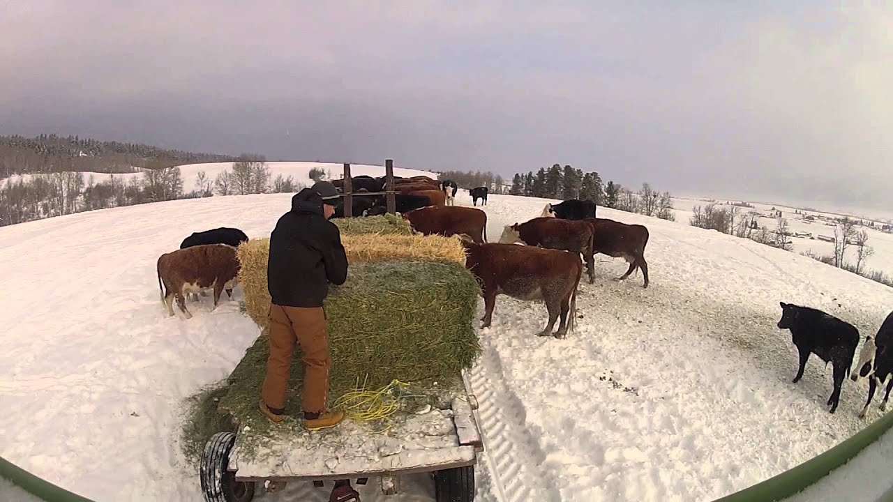 Feeding Beef Cattle GoPro