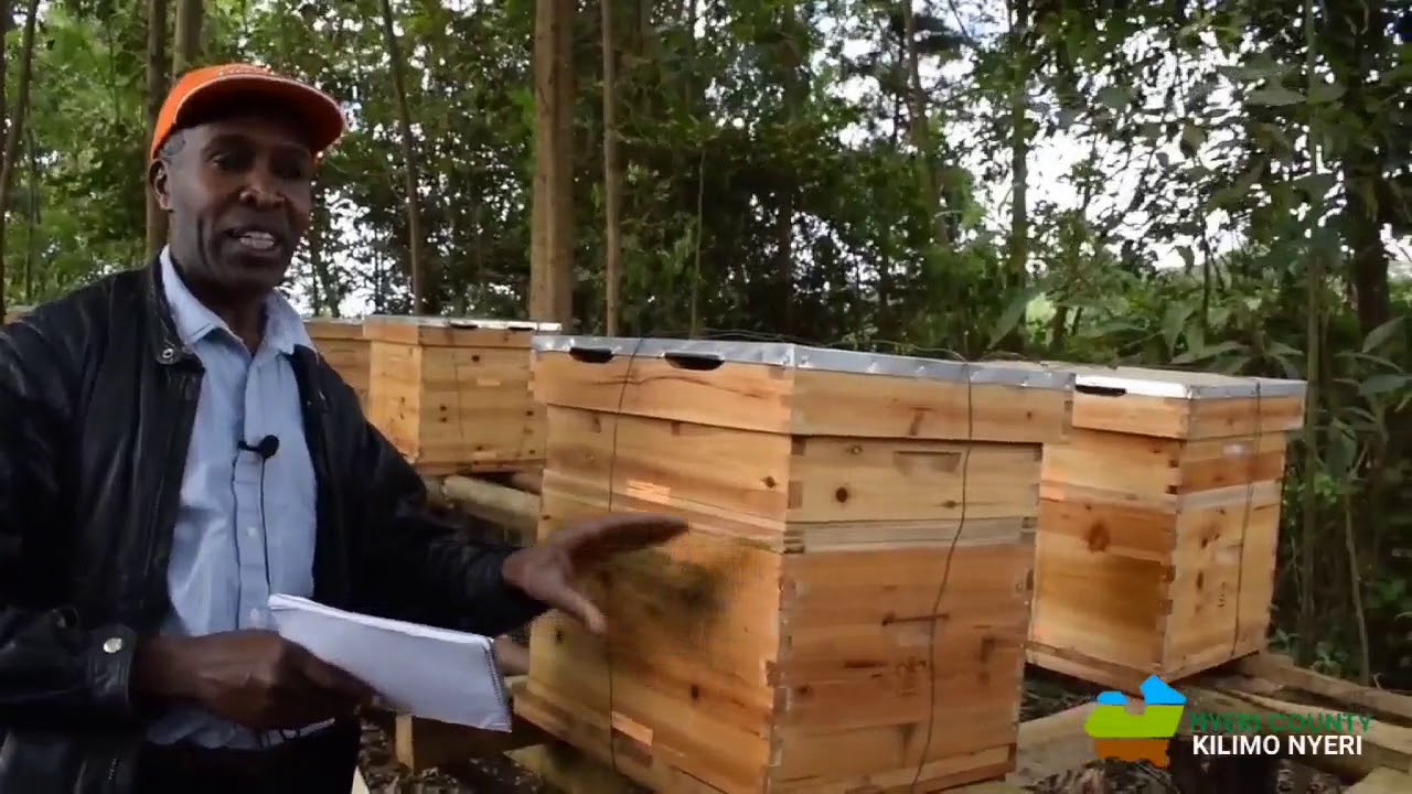 Bee Farming In Nyeri County