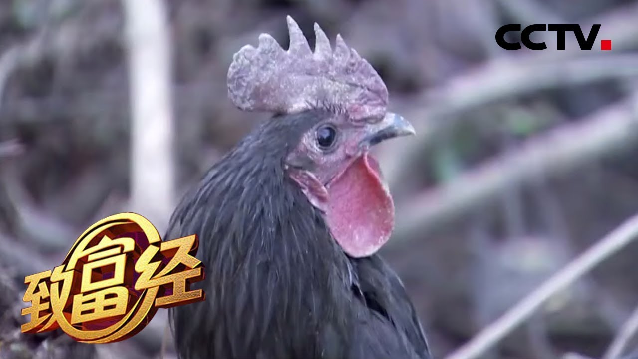 《致富经》新潮卖鸡独辟蹊径 三年翻身年销百万 20200227 | CCTV农业