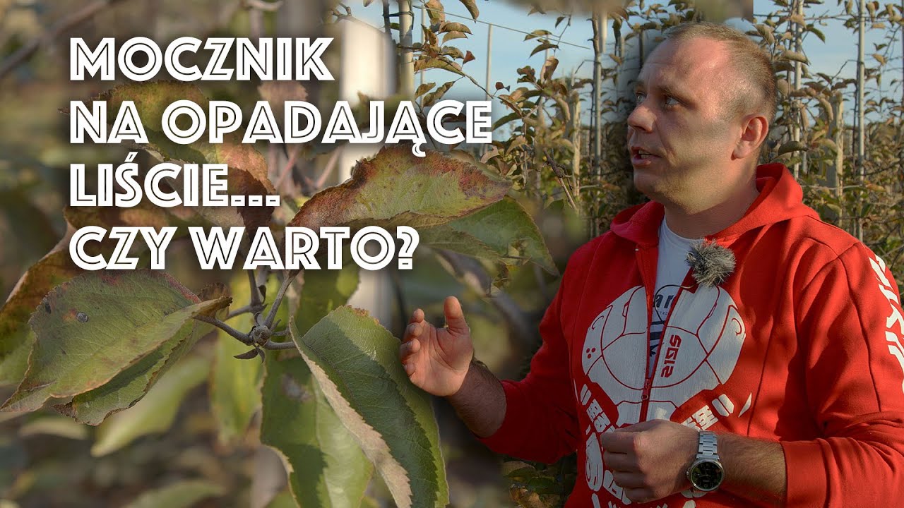 Zabiegi pozbiorcze mocznikiem. Kr&oacute;tko i na temat