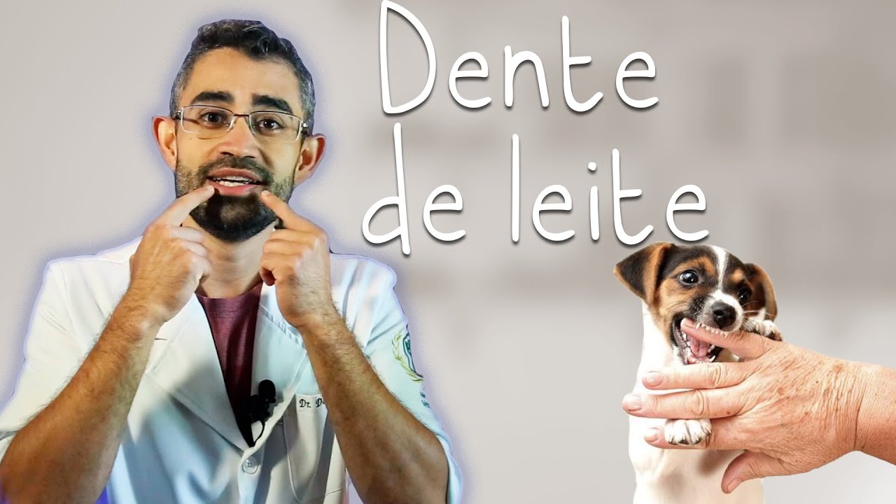 Dentição de leite e permanente em pets | Dica Veterinária #71