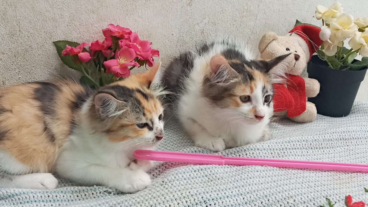 Time Machine Cats !!!! Longest Daily Cat's Story
