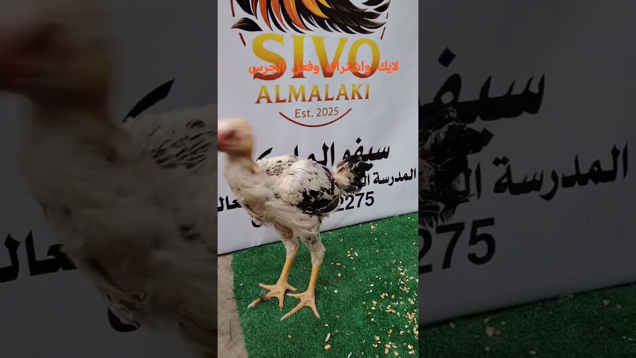 العلم إثبات مش إقبل من سكات دا إنتاج حقيقي من مزرعة سيفوالملكي #اكسبلور 