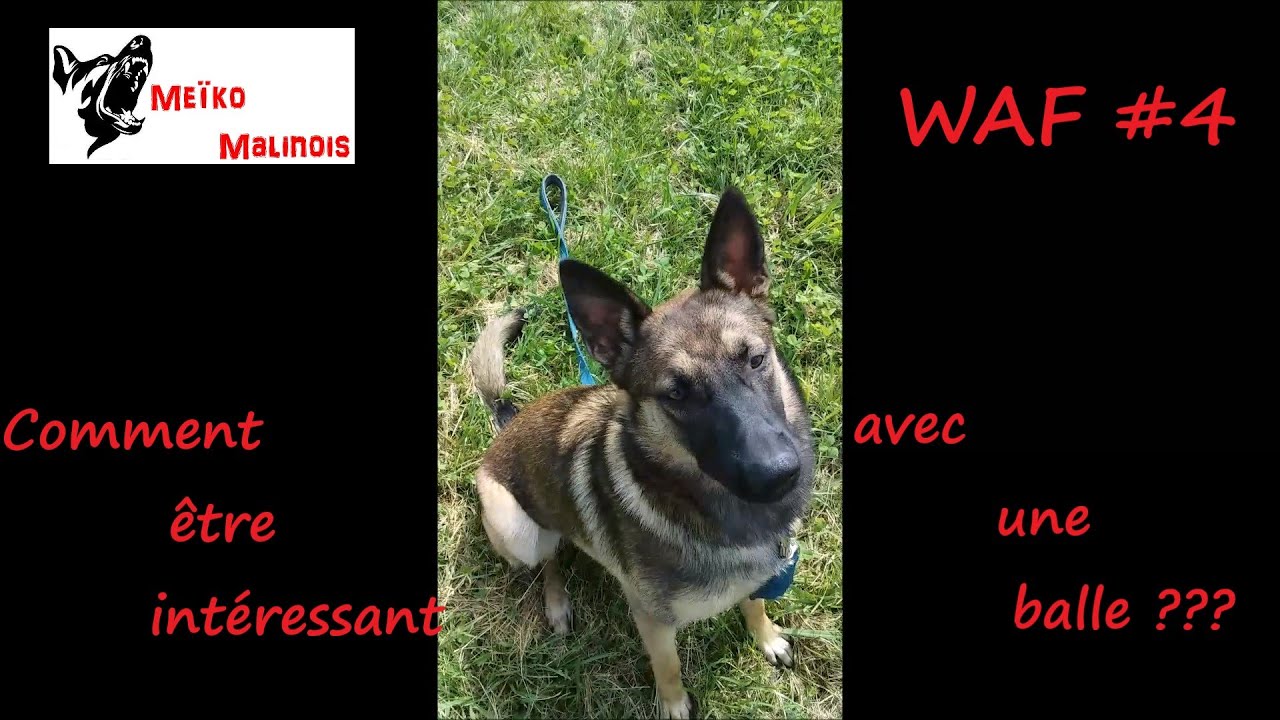 WAF #4 - Chien qui se lasse du jeu !!!