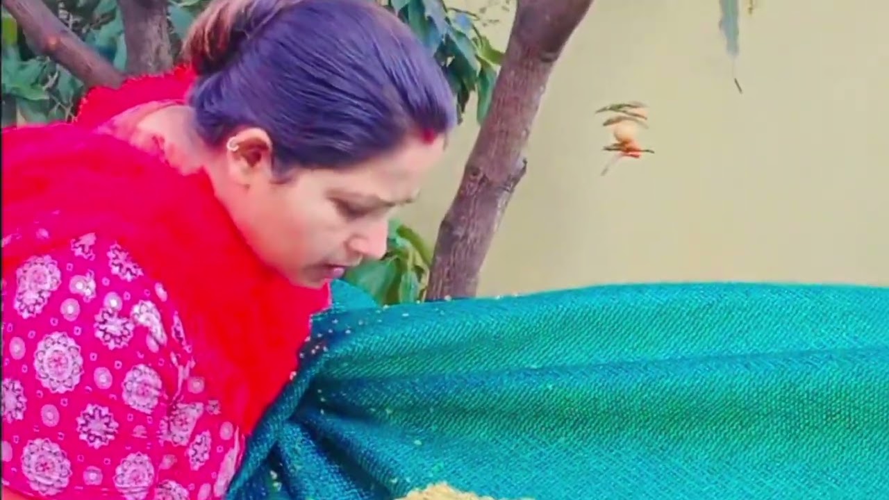 रांची में तेज हवा से आम का फूल गिरा 😔 क्या करें?