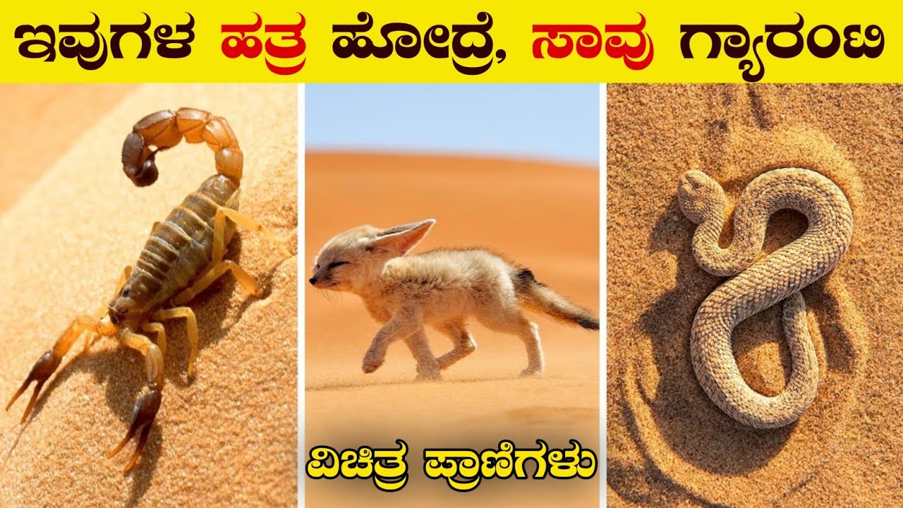 Top 6 Dangerous Desert Animals | Weird and Cute Animals | Unknown Facts in Kannada | VismayaVani