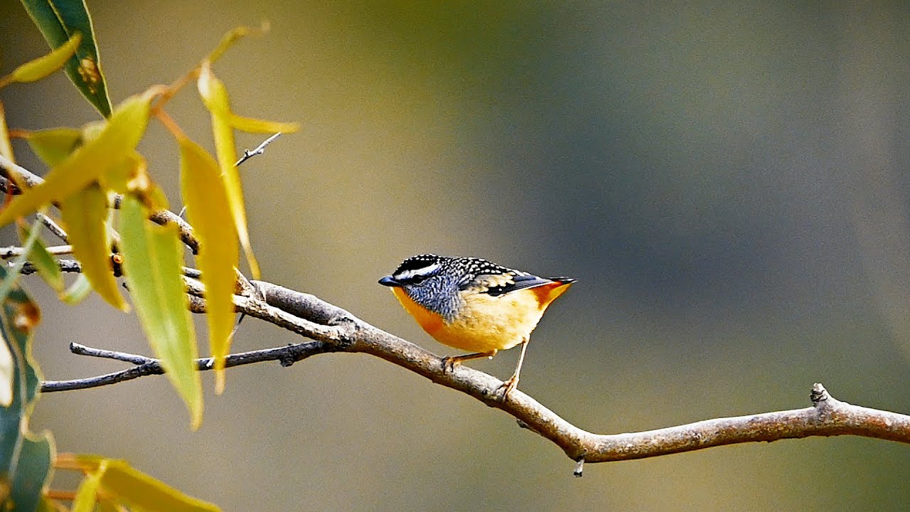 SMALLEST AUSTRALIAN BIRD | SPOTTED PARDALOTE | 92/1993