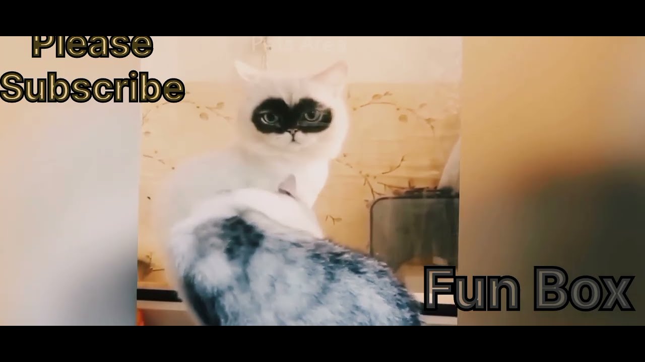 Funny cat viral videos 🤣🤣