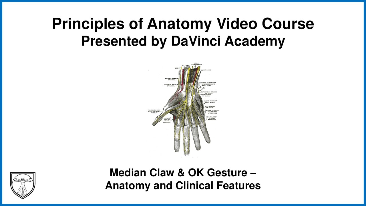 Median Claw & OK Gesture - Anatomy and Clinical Features [Upper Limb Anatomy 18 of 18]