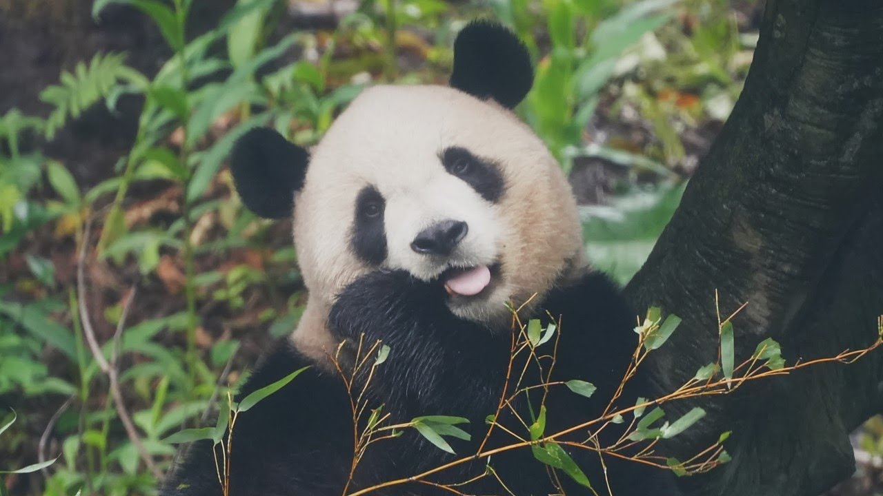 20260124 (11:42) 圓寶午餐先吃竹葉再吃點心，還開發睡播新位置 | Giant Panda Yuan Bao