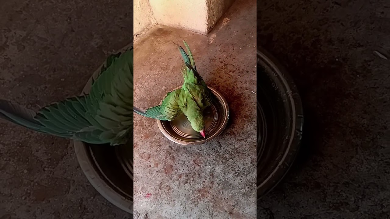मिट्ठू का नहाने का स्टाइल🦜🦜😃😂🙂 #mithu # पैरेट