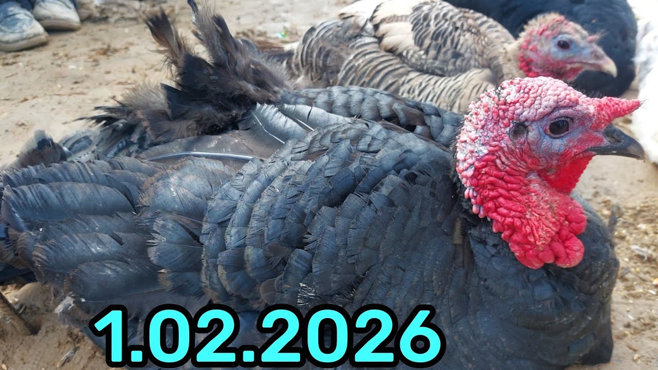 1.02.2026 ЭНГ АРЗОН ПАРРАНДА НАРХЛАРИ КАРШИ КАРВОН МОЛ БОЗОРИ ЁНИДА 