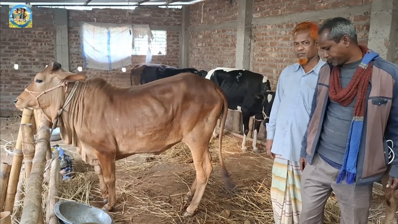 @ ৪/২/২৬|| নোয়াখালীর ব্যবসায়ীর কিনে নেওয়া মাংসের (ওজন সহ) গরু||