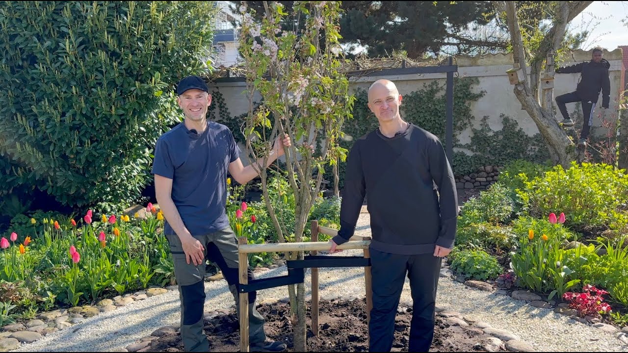 Planting our Cherry Tree + Bare Root Perennials & Seedlings I Perennial Garden