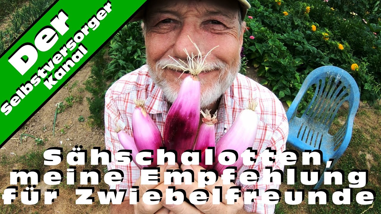 Rote Sähschalotten mein Geheimtipp für Zwiebelfreunde