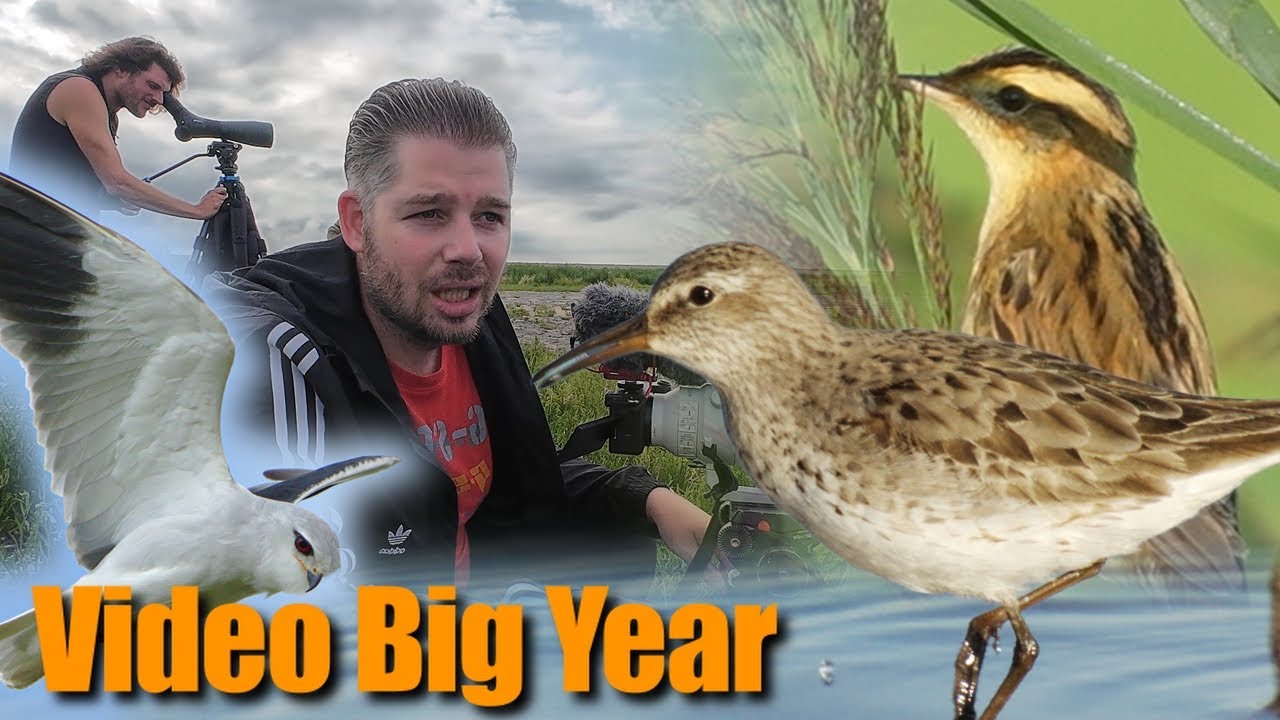 I searched for the Rarest Summer birds!