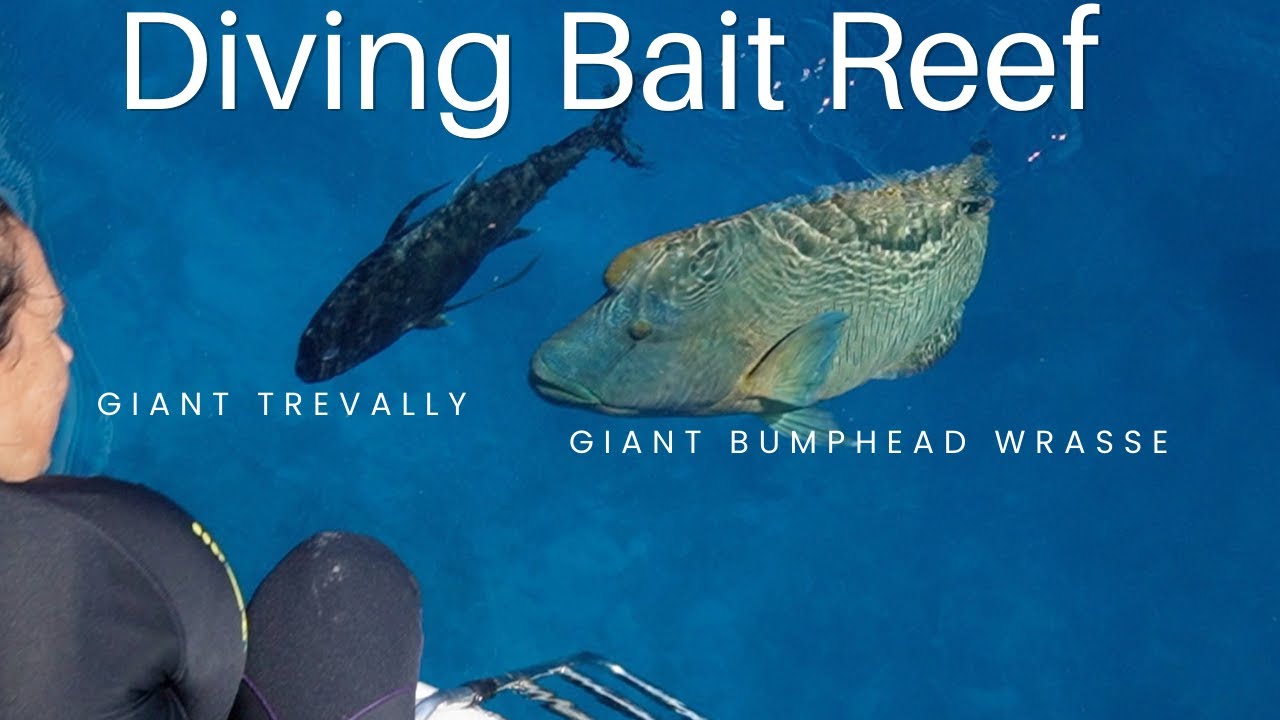 Diving Bait Reef from our Catamaran Adventure 116
