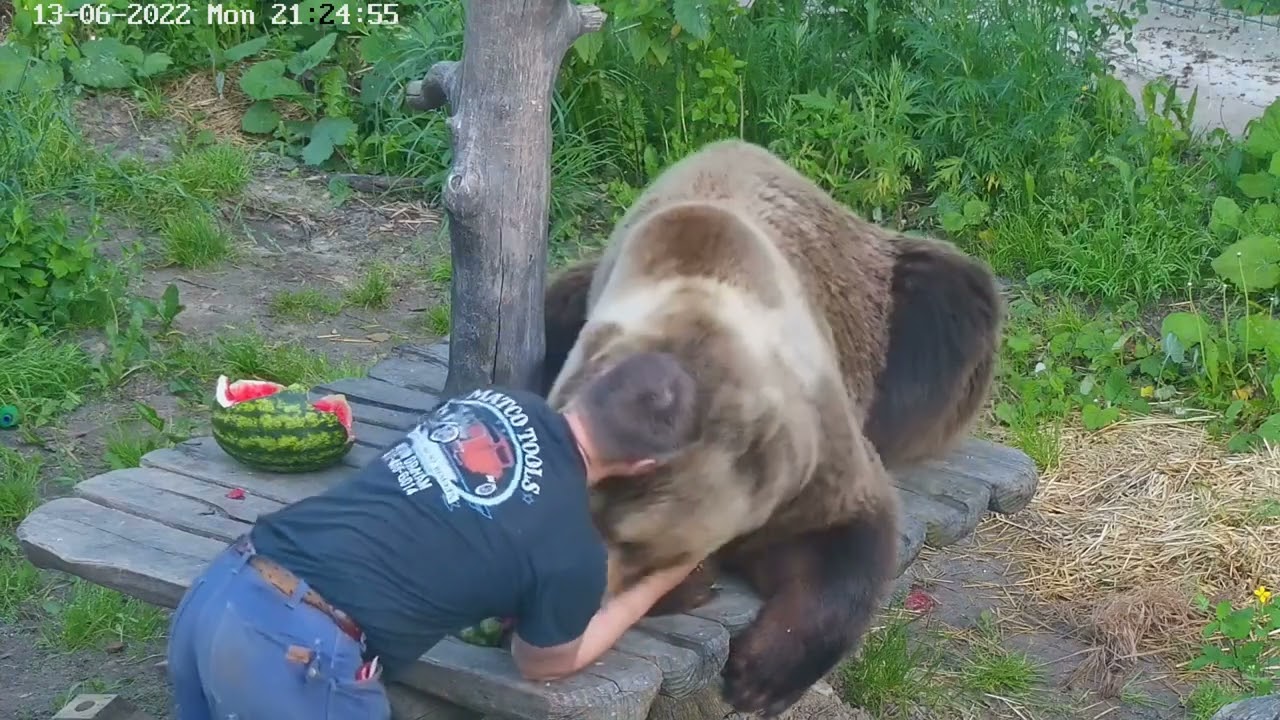 Мой ласковый и нежный зверь / My sweet and gentle bear