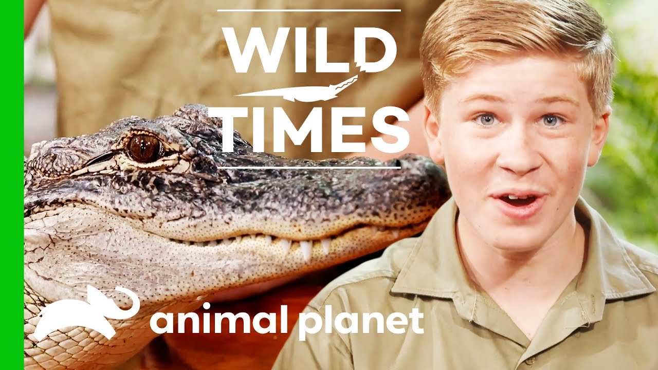 Kangaroos and Alligators, Oh My! | Wild Times