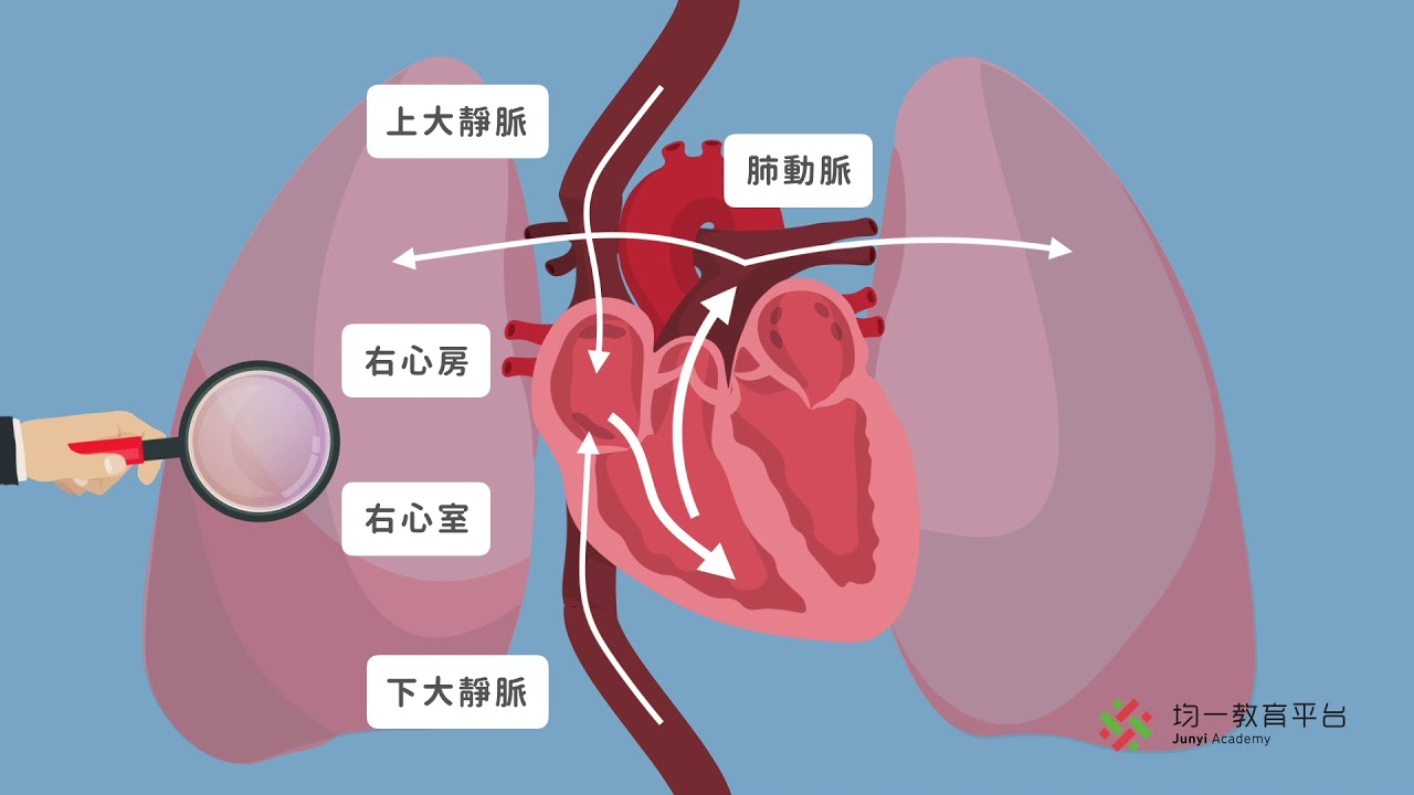 【觀念】動物的循環系統