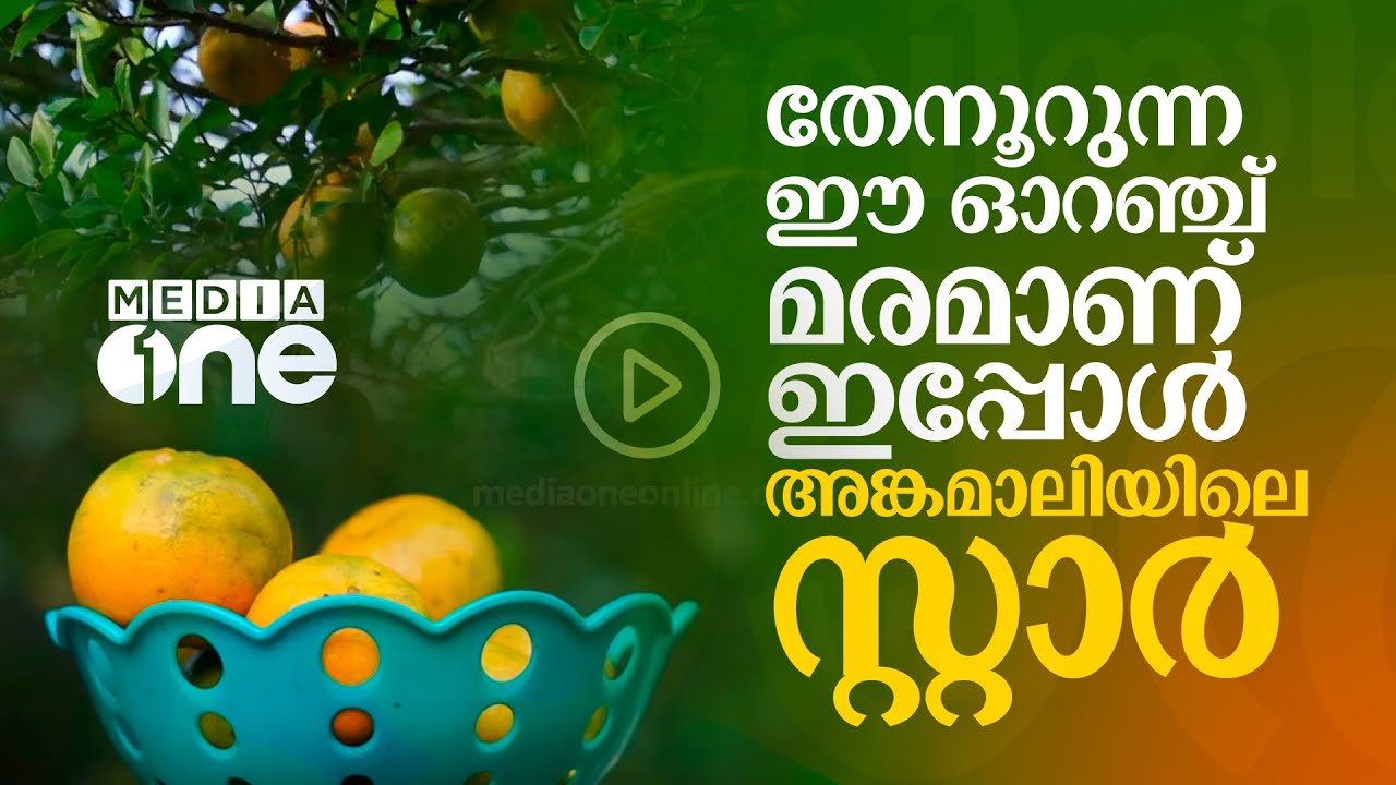 അങ്കമാലിയിലെ താരം ഇപ്പോൾ ഈ ഓറഞ്ച് മരമാണ് | Orange Tree