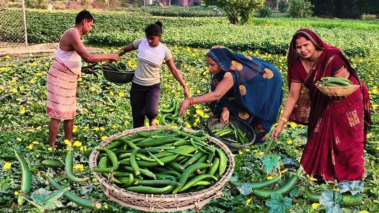 खेत के हरे भरे नेनुआ और चना की सब्जी बनाने का आसान तरीका || Nenua Chana ki sabji
