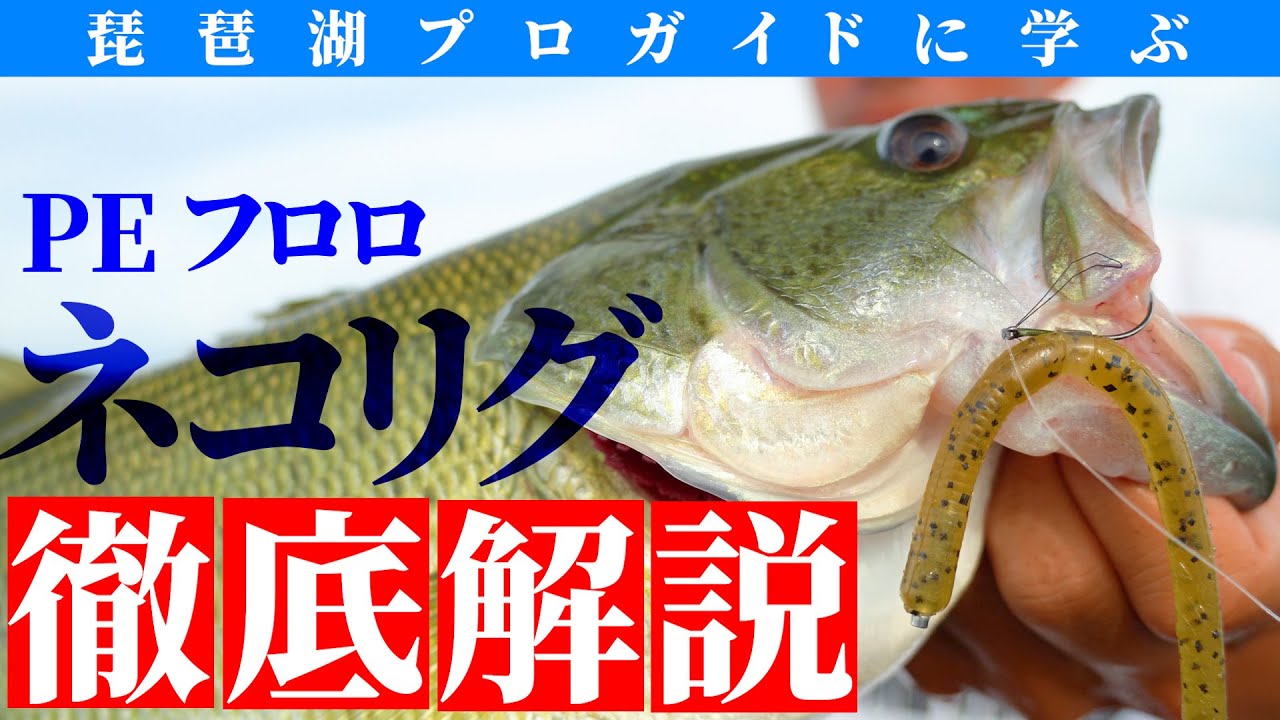【バス釣り】ネコリグ徹底解説！PEとフロロはこう使い分ける！琵琶湖ガイドの技