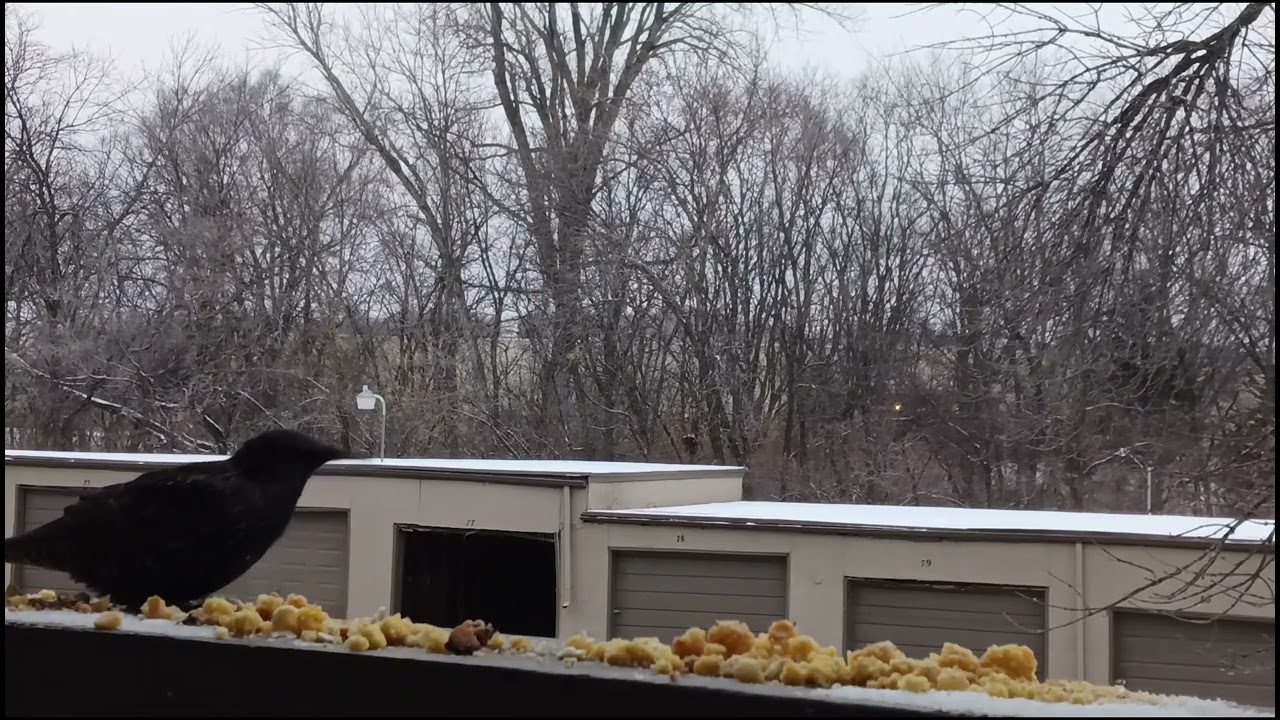 Cardinal sends Starling packing!