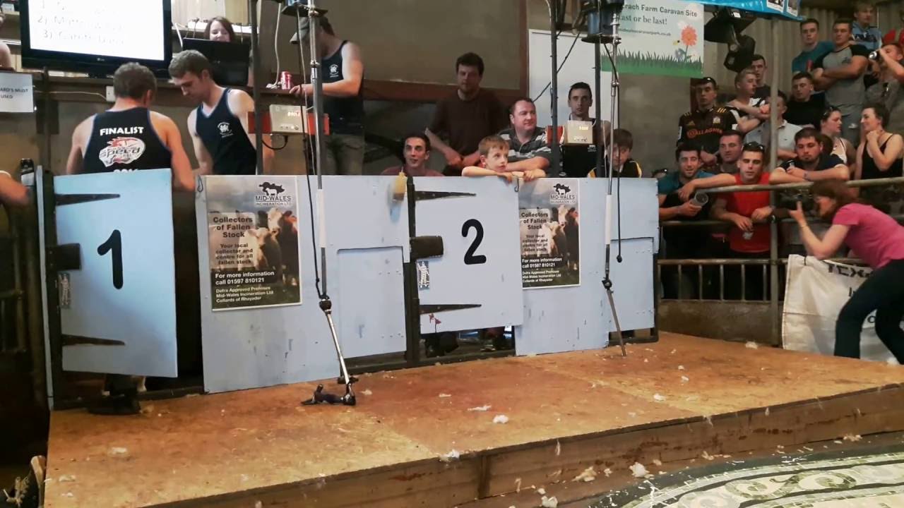 Matthew Evans shearing in the UK Final of The Welsh International Speed Shear in 2016