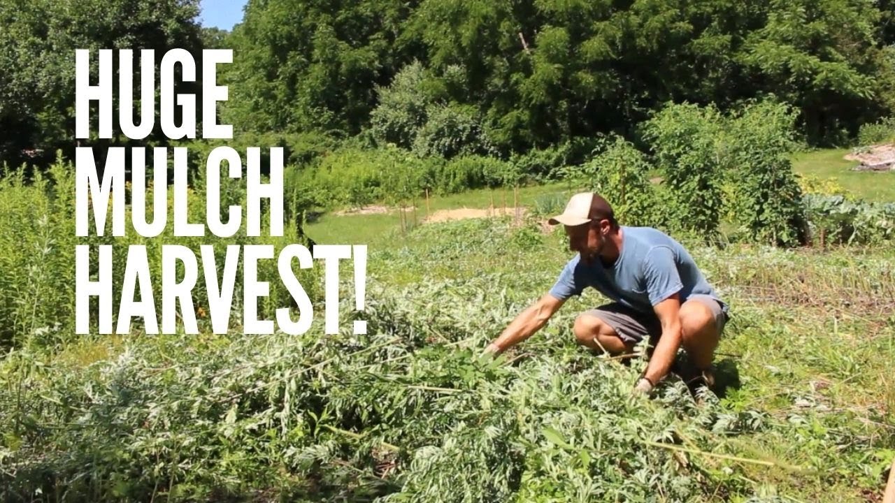 An Overlooked Mulch Plant for Chop and Drop Biomass!