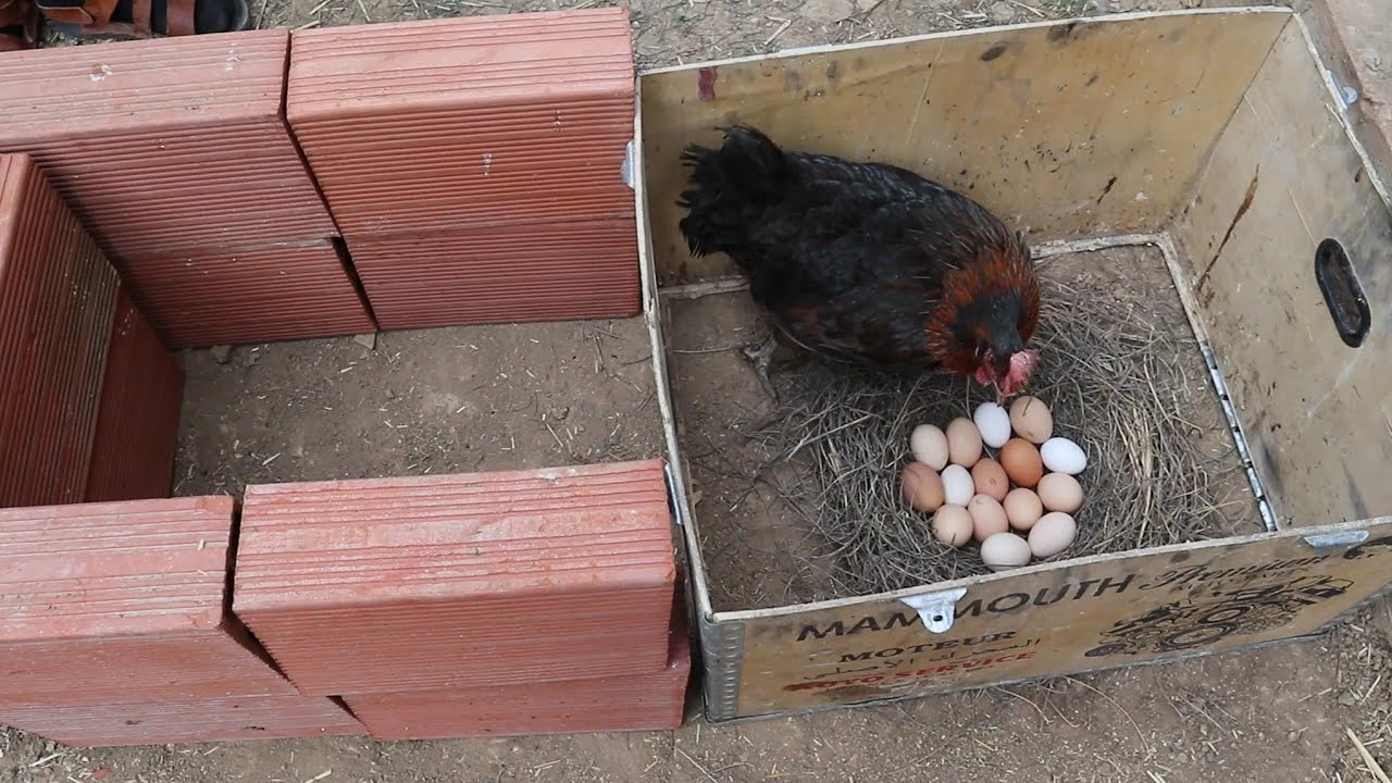 Put the eggs prepared for hatching under the hen in a box with the preparation of the place for eati