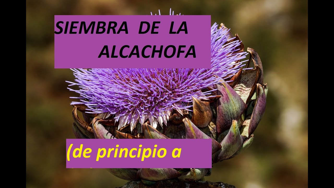 vamos a sembrar alcachofa, desde semilla hasta que la plantamos en el campo.