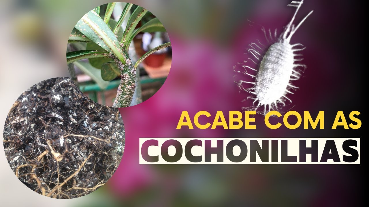 Acabe com as COCHONILHAS nas Rosas do Deserto
