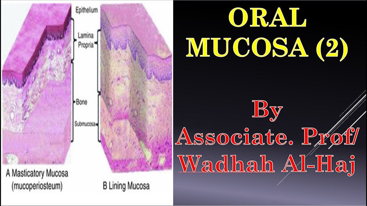 10- Oral mucosa (2) –Masticatory mucosa -  Dr Wadhah Oral histology lectures.د/ وضاح الحاج