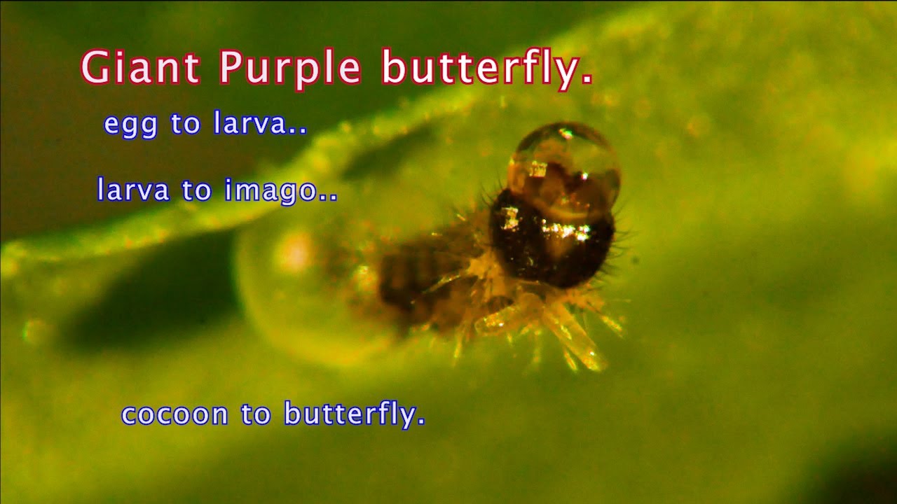 From Giant purple butterfly's egg to larva, imago, cocoon, Giant purple butterfly, change and fly.