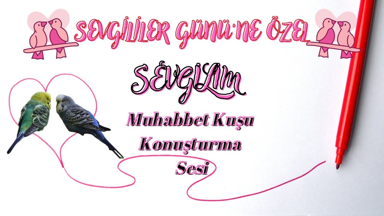 SEVGİLİM MUHABBET KUŞU KONUŞTURMA SESİ - Sevgililer Günü Özel